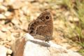 Satyrus amasinus (Beyaz Damarlı Pirireis)